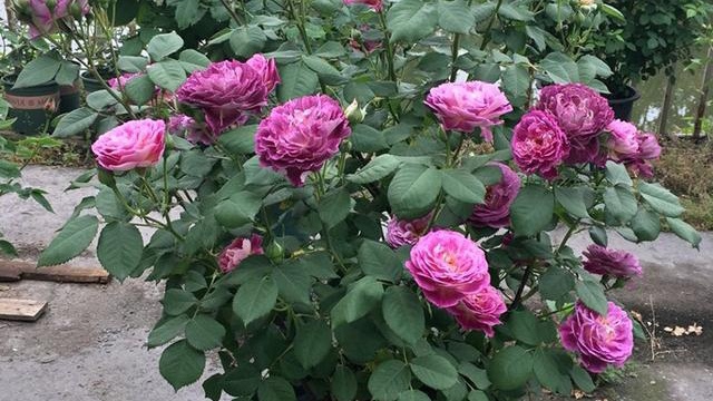 月季花名品《合唱团》