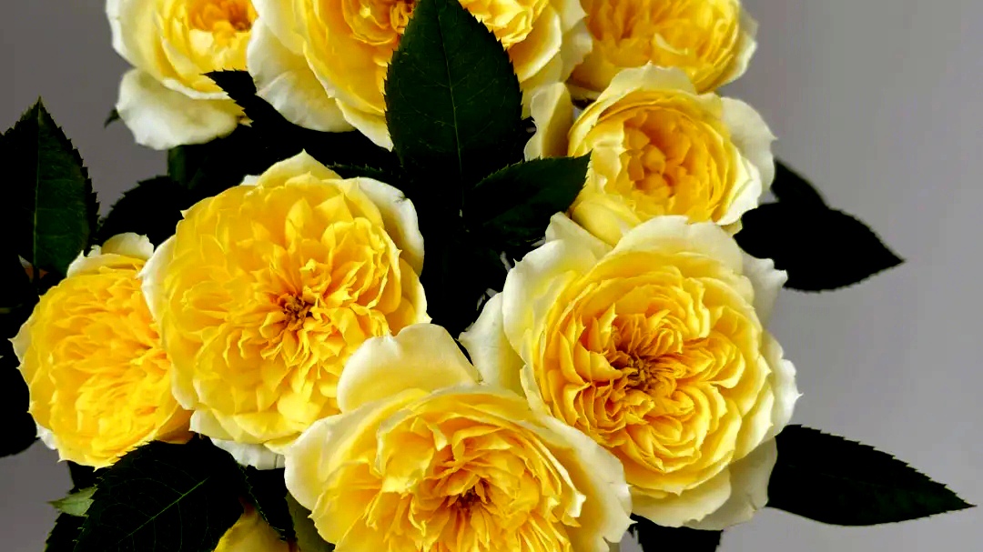 月季花名品《烟花波浪》