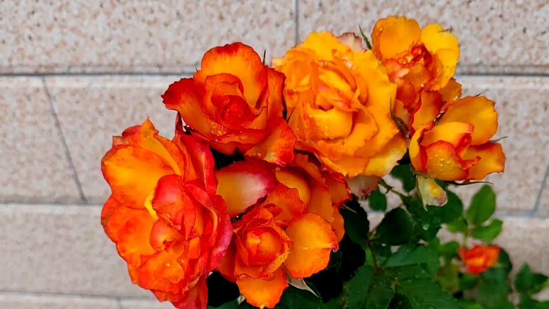 月季花名品《火焰》