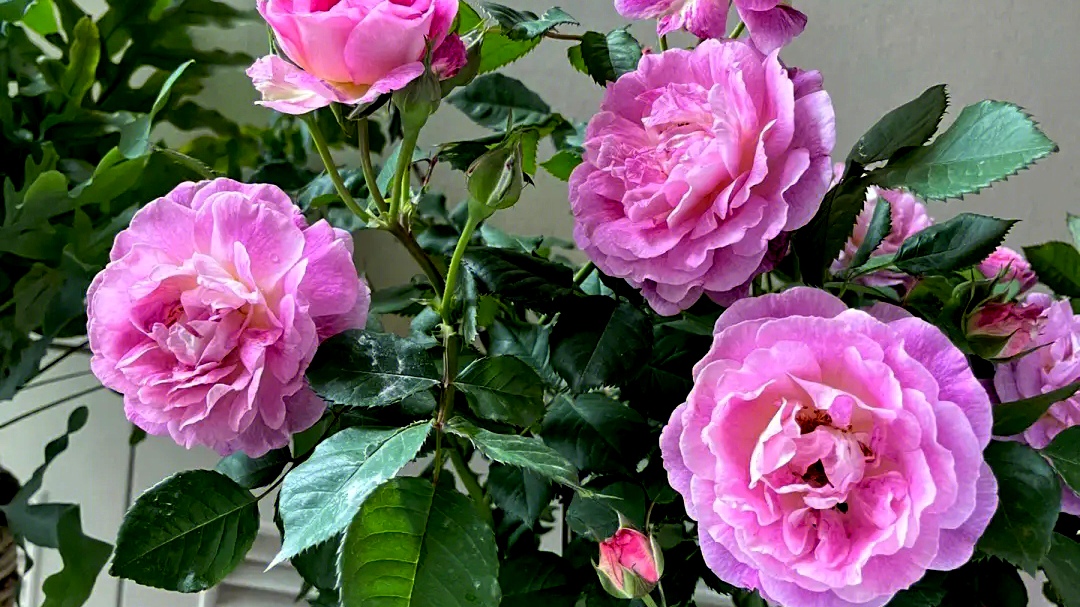 月季花名品《合唱团》