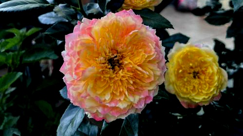 月季花名品《烟花波浪》