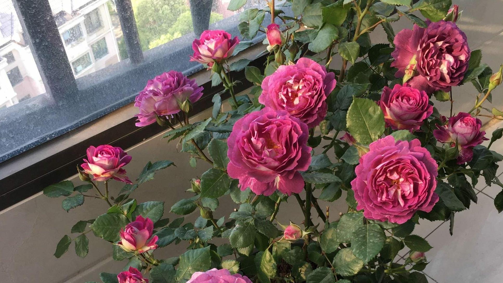 月季花名品《合唱团》