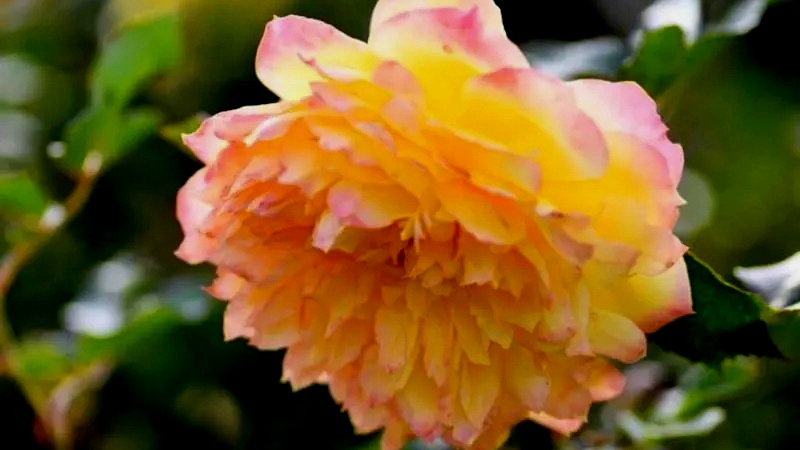 月季花名品《烟花波浪》