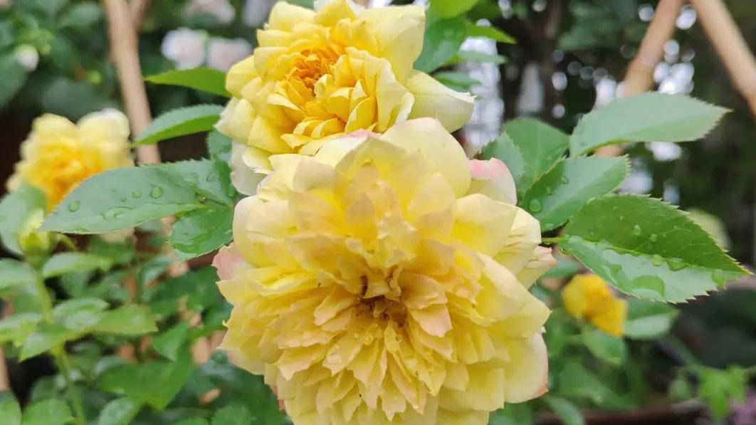 月季花名品《烟花波浪》