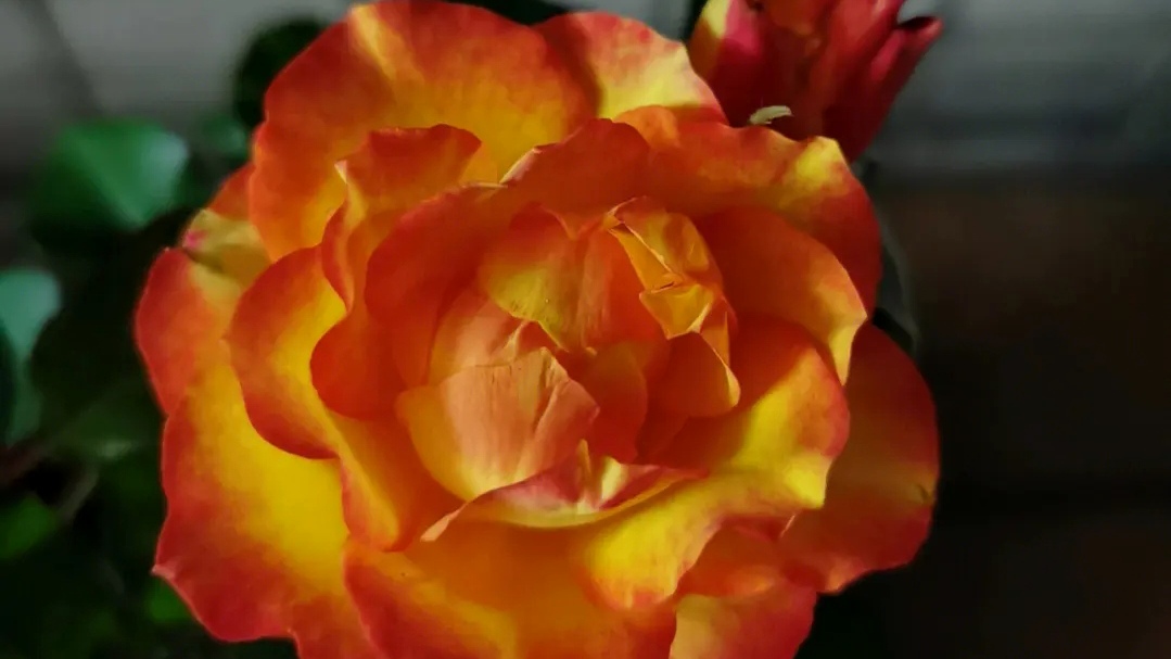 月季花名品《火焰》