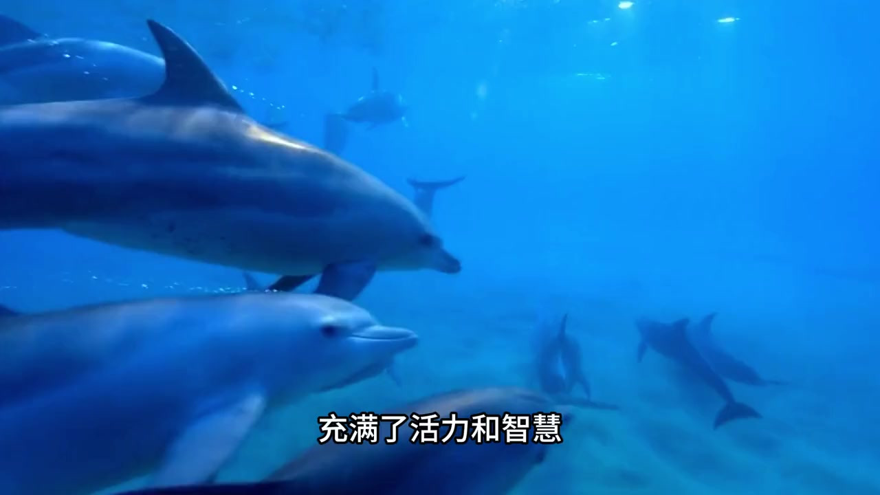 海豚的生活习性是怎样,可爱的外貌让人喜爱!