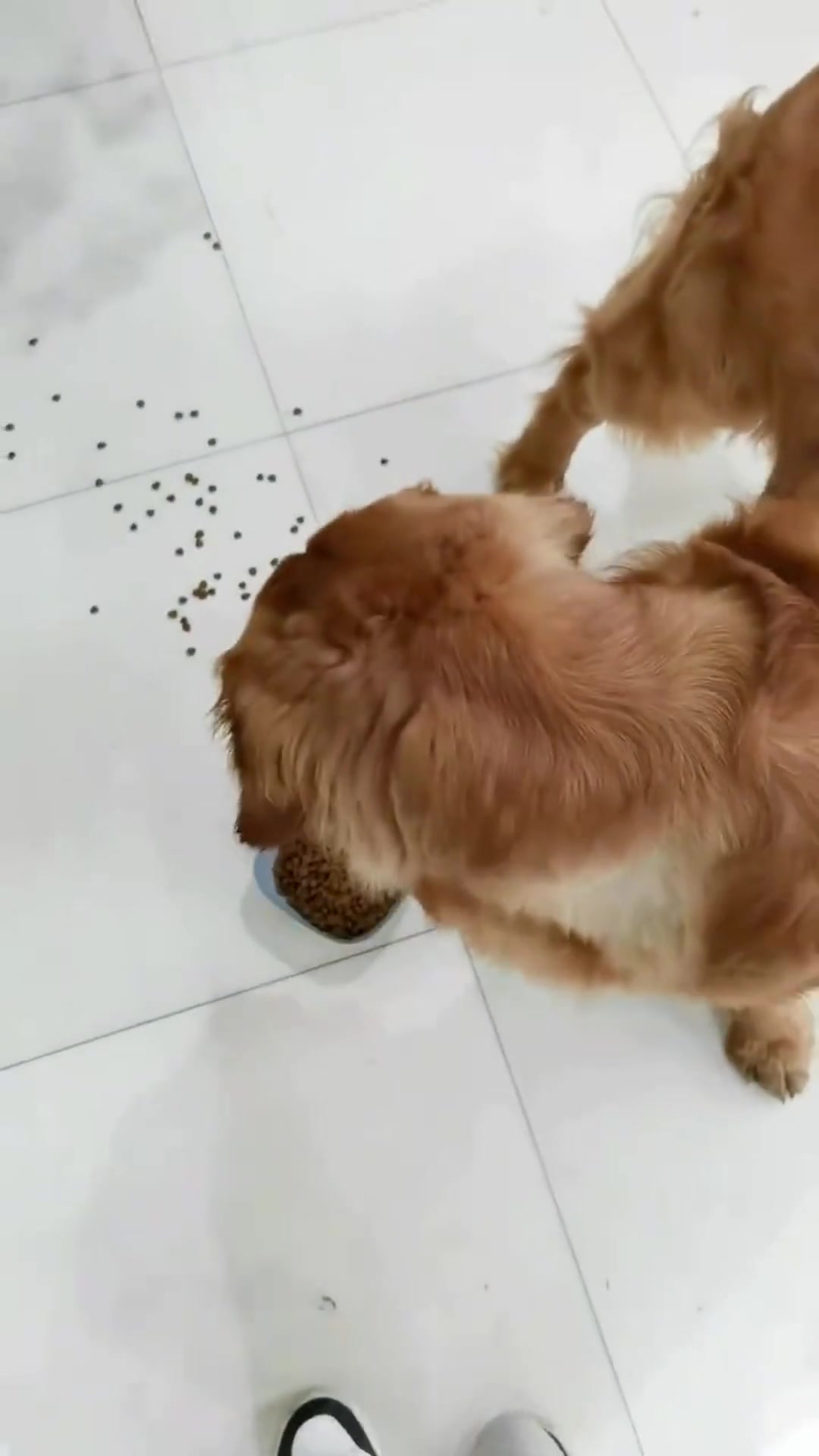 主人不小心踢翻了狗粮,被狗狠狠地嫌弃了