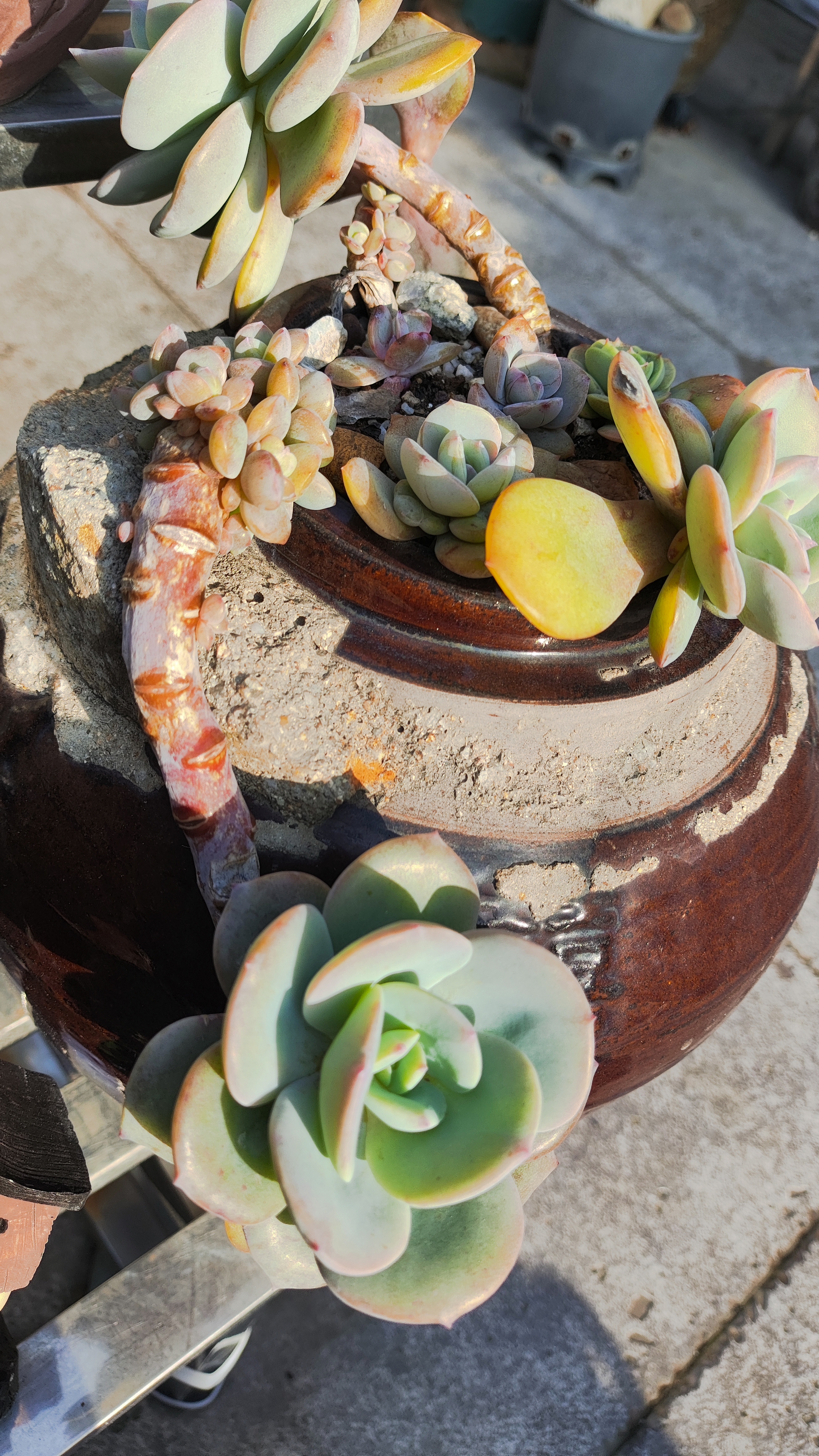 去年夏天花剑扦插的白凤,爆了好多小崽崽[嘻嘻]#多肉植物# #2月图文