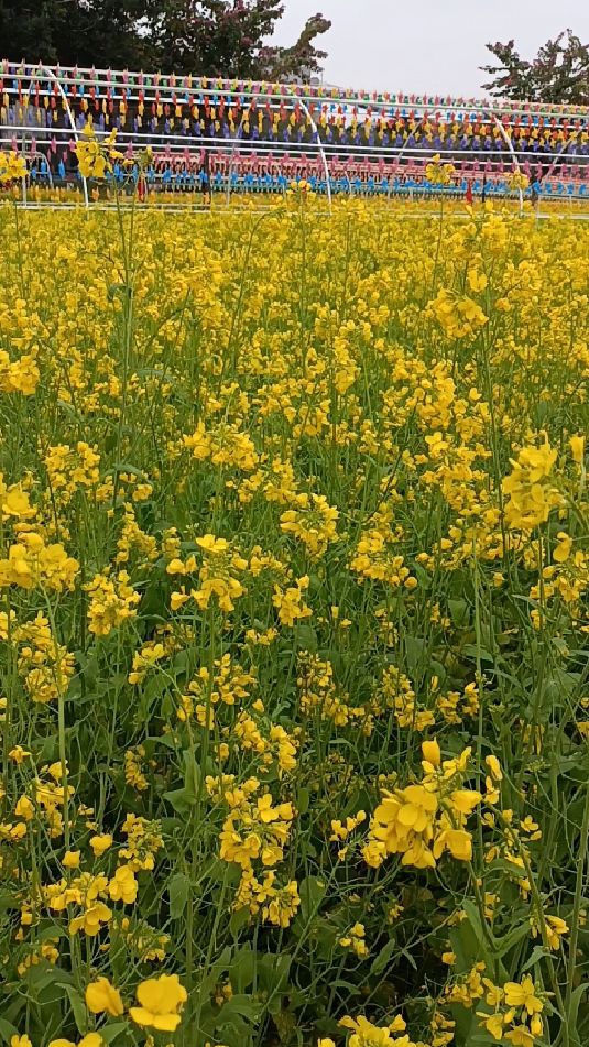 福州花海公园油菜花图片