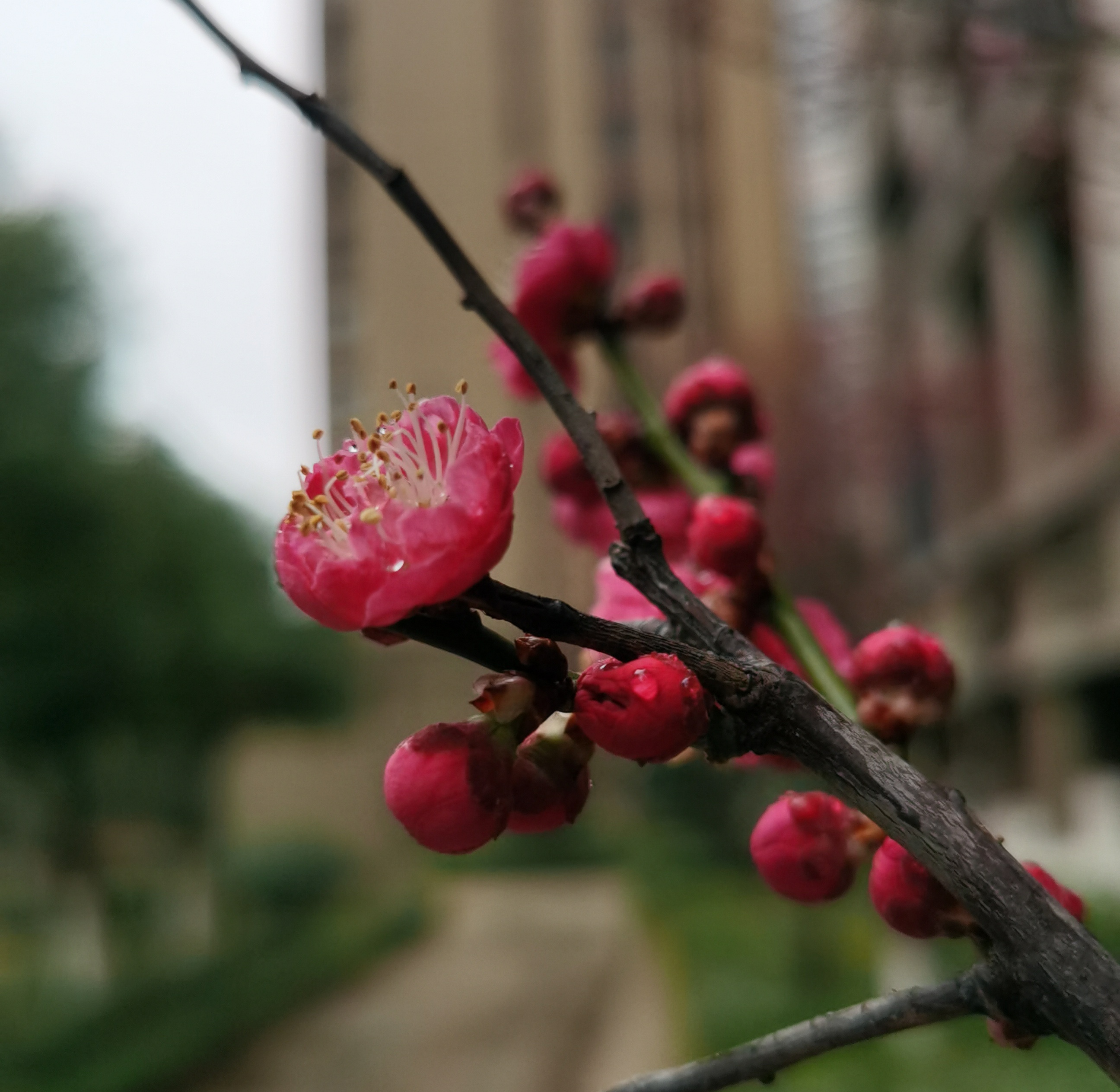 心情配图花瓣图片