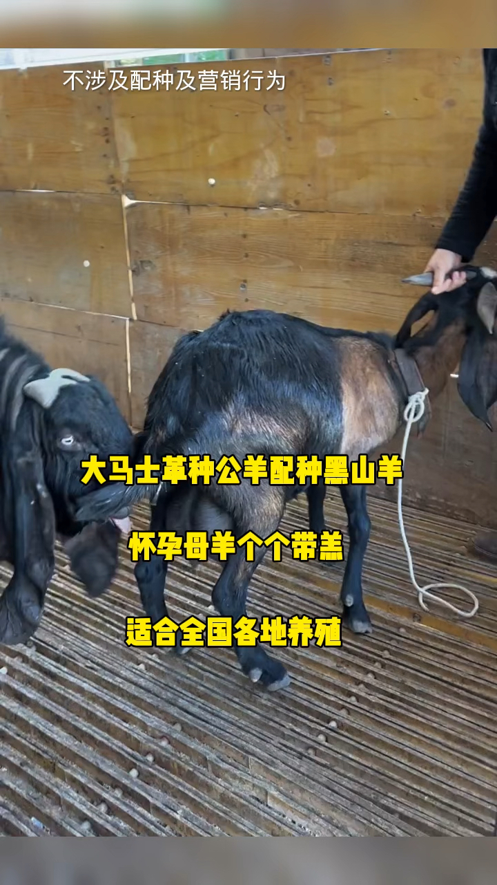大马士革种公羊配种黑山羊怀孕母羊个个带羔适合全国各地养殖