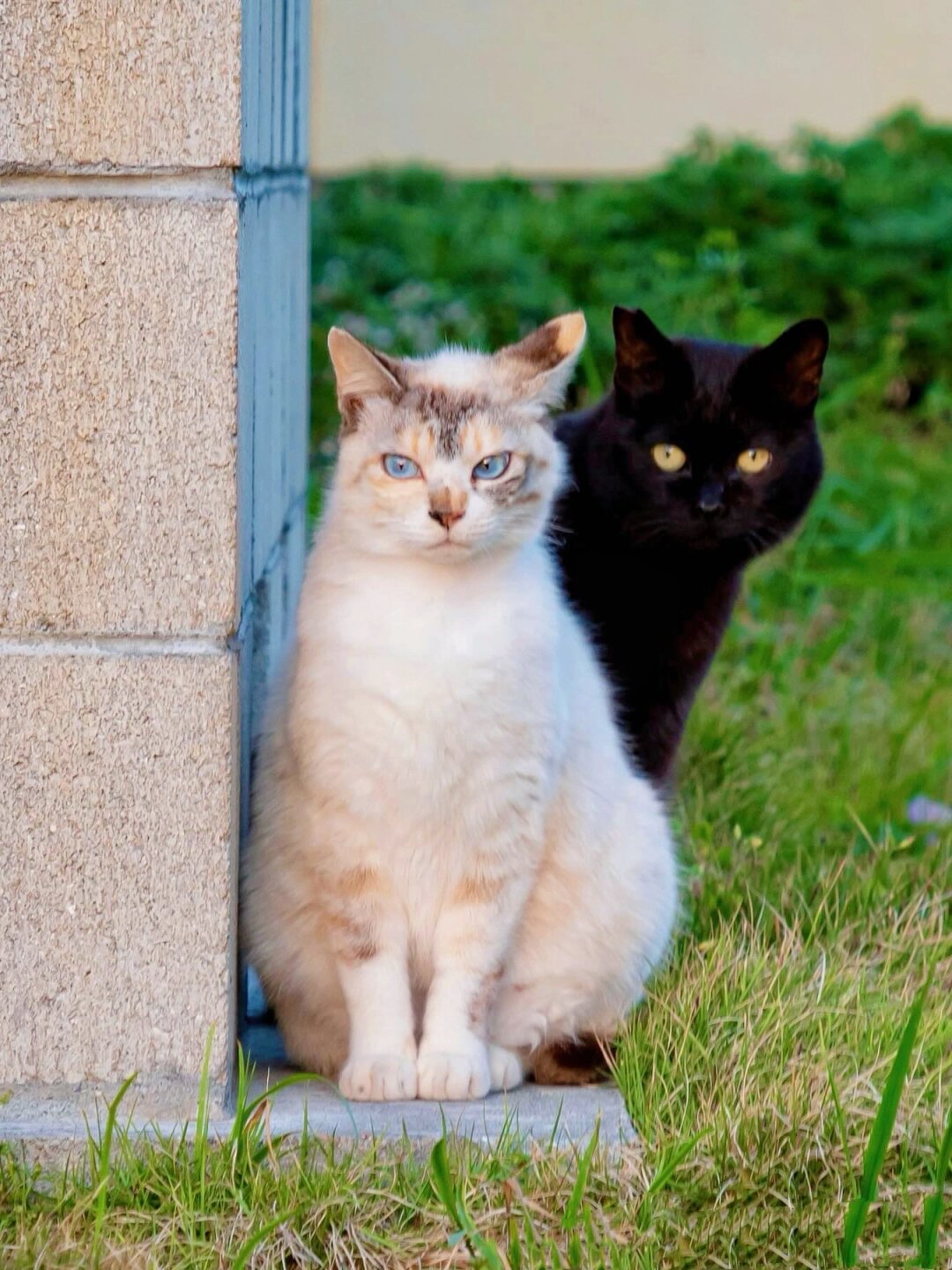 小黑,一只神秘的黑色小猫,它的眼神里藏着无尽的深邃;小白,则是一只