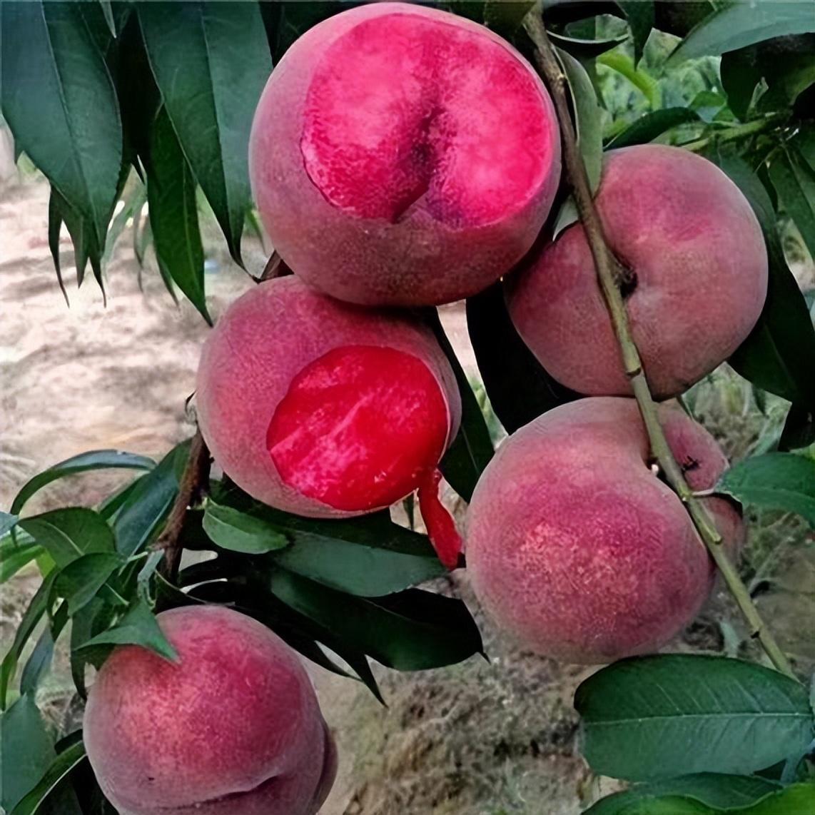 拥有优秀品质的中华黑桃王!果树产量丰富果实香甜可口!