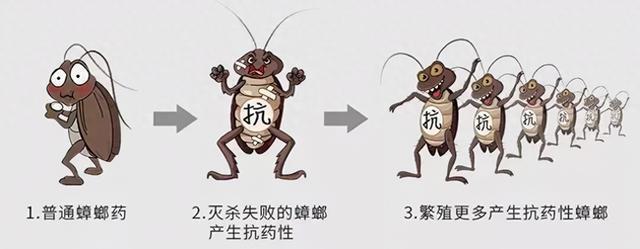 九成人不知"蟑螂"的天敌是啥?在屋子里放它,蟑螂"跑光光了"