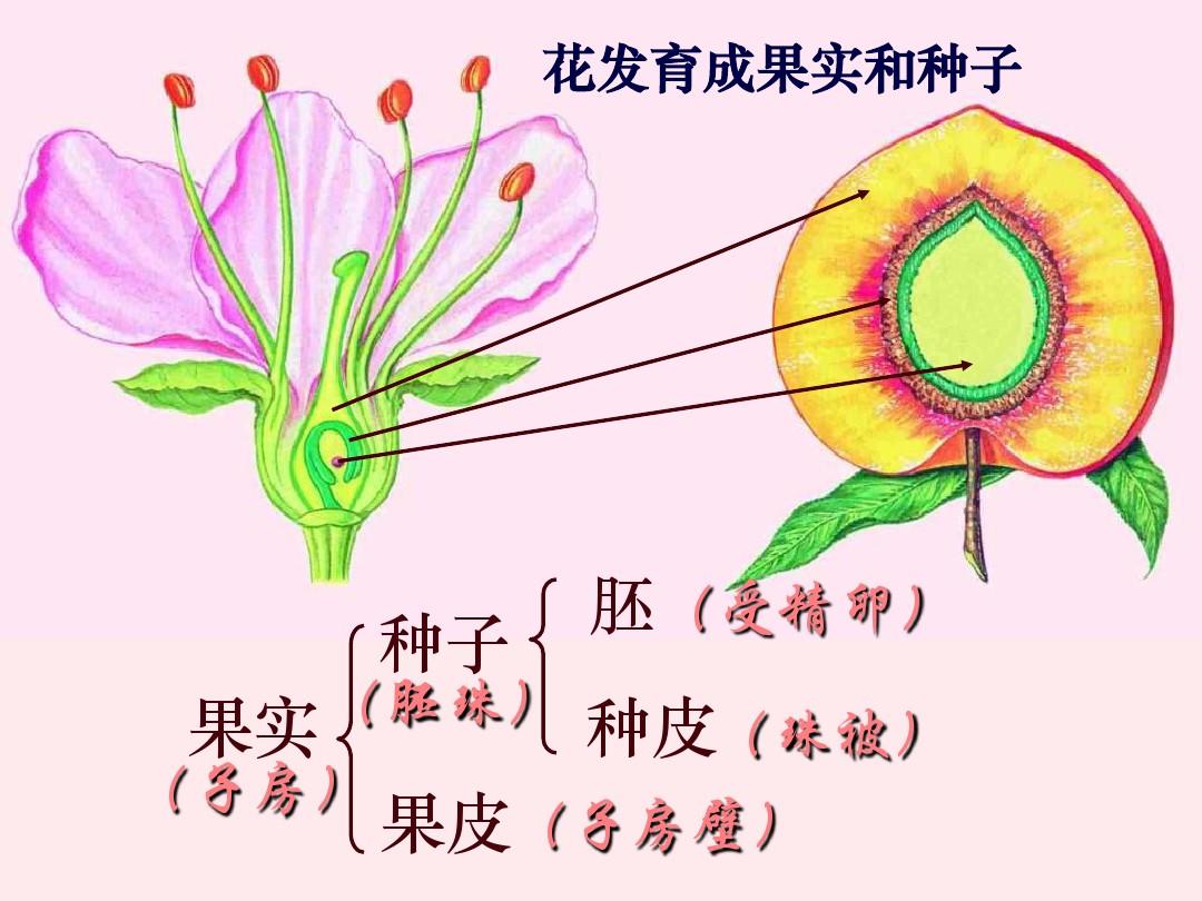 石榴的生长过程图解图片