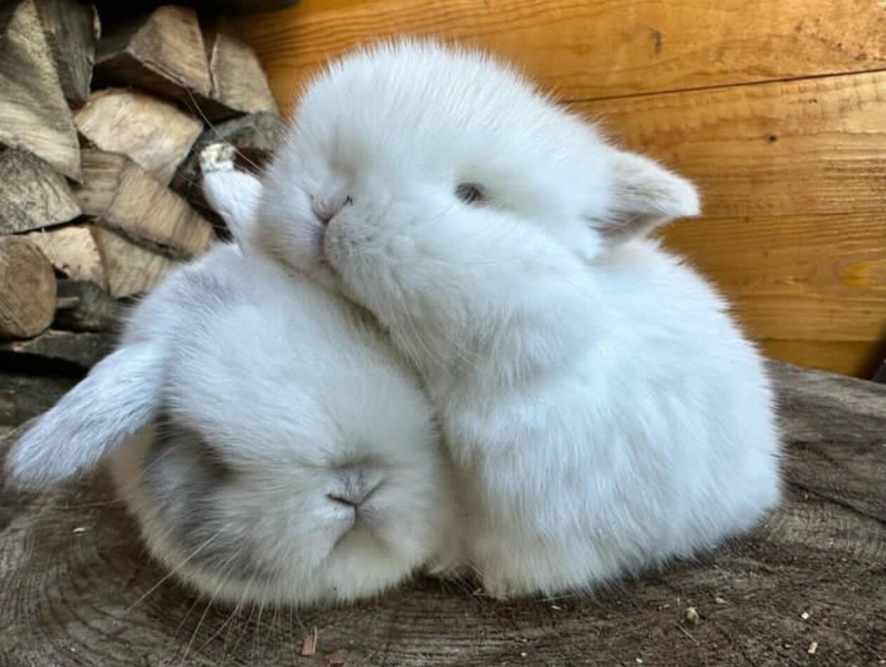 兔兔那么可爱  谁懂,垂耳兔宝宝真的巨萌,简直萌晕了,好喜欢小垂耳呀!