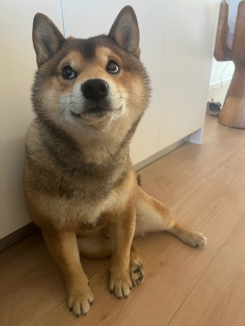 狗狗心虚啦  看我家狗狗一犯错就心虚低头,但还努力狡辩,真是让人又好