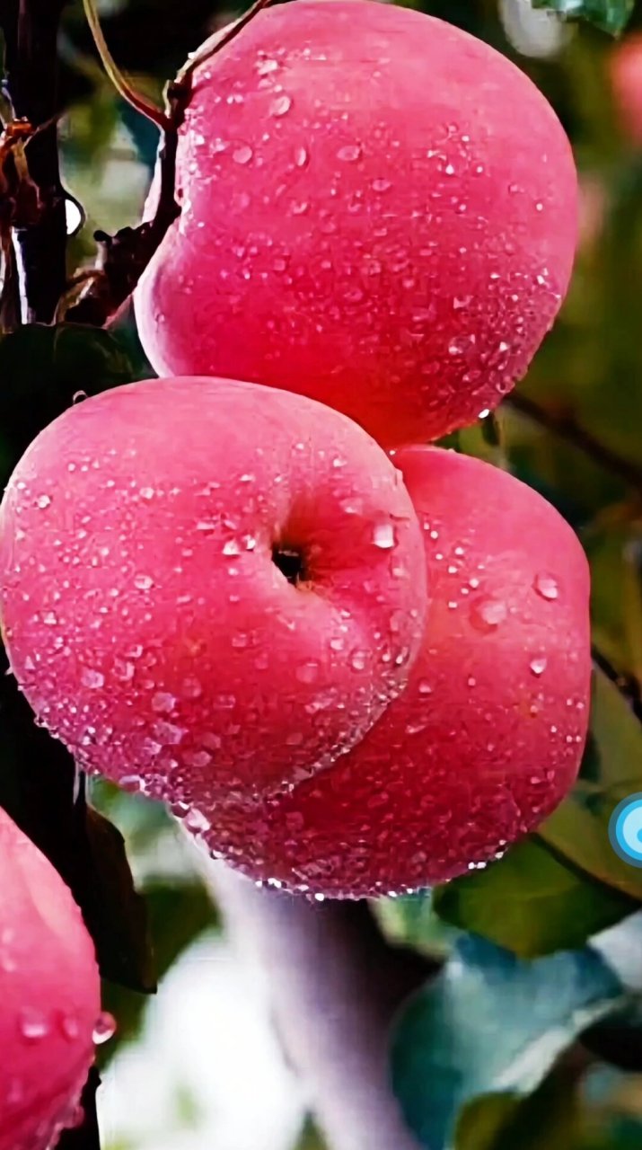 🍎  😍 首先,我得说,苹果真的是个超级无敌可爱的水果!