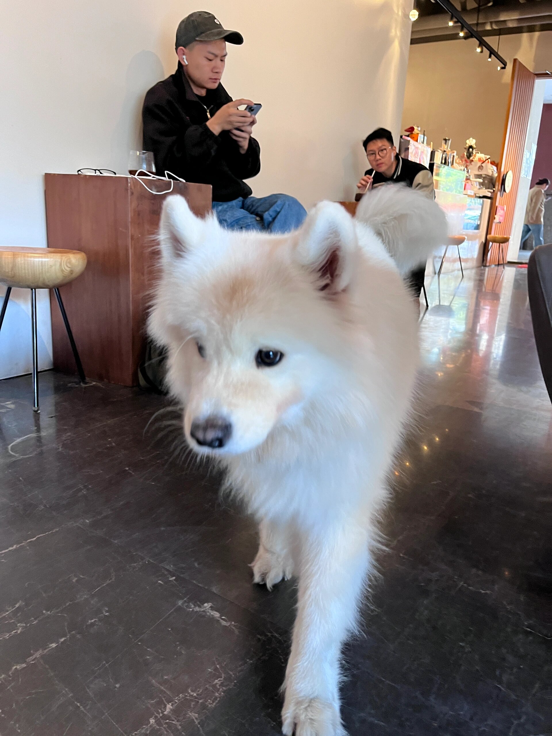 萨摩耶在咖啡店打工的一天