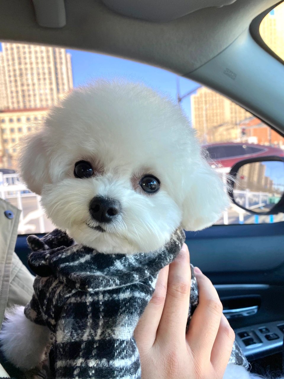 洗剪吹完毕,这家伙过年造的实在不行了,身上玩的可脏了,街