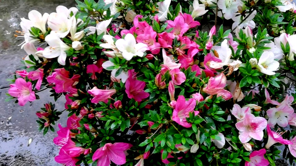 杜鹃名品集锦欣赏《碧空》