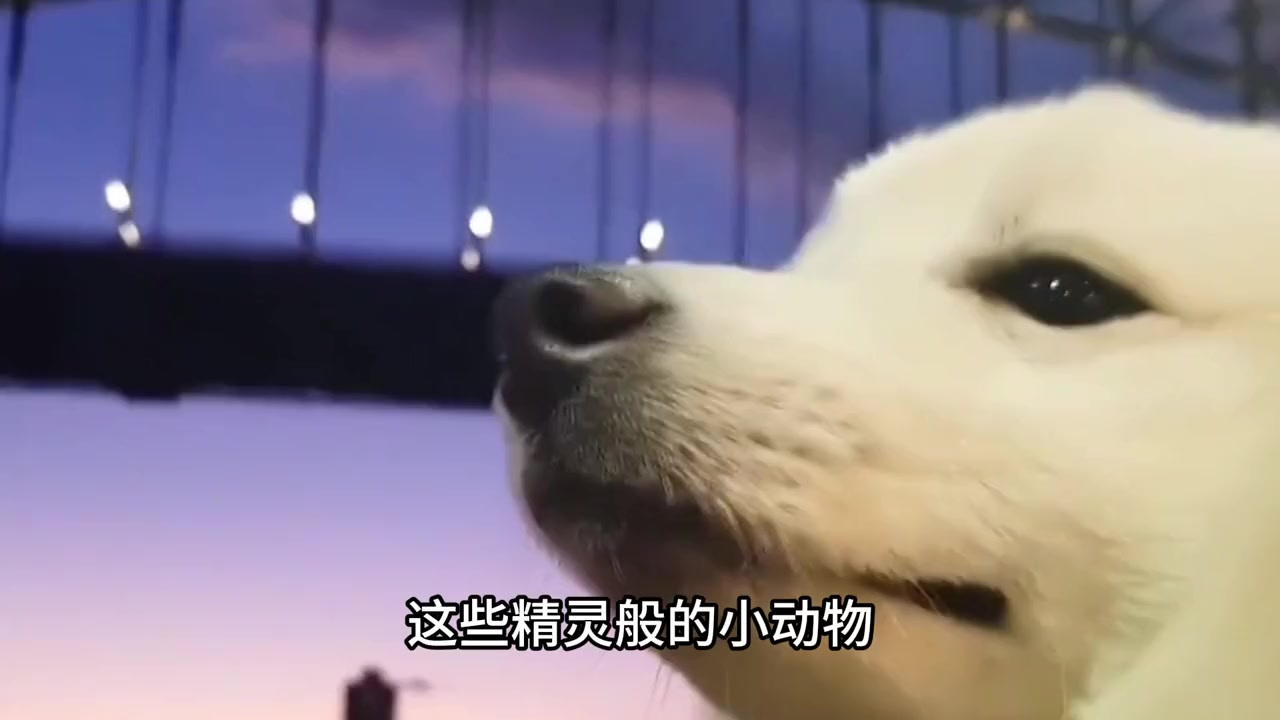 银狐的生活习性是怎样,可爱的外表让人喜爱!