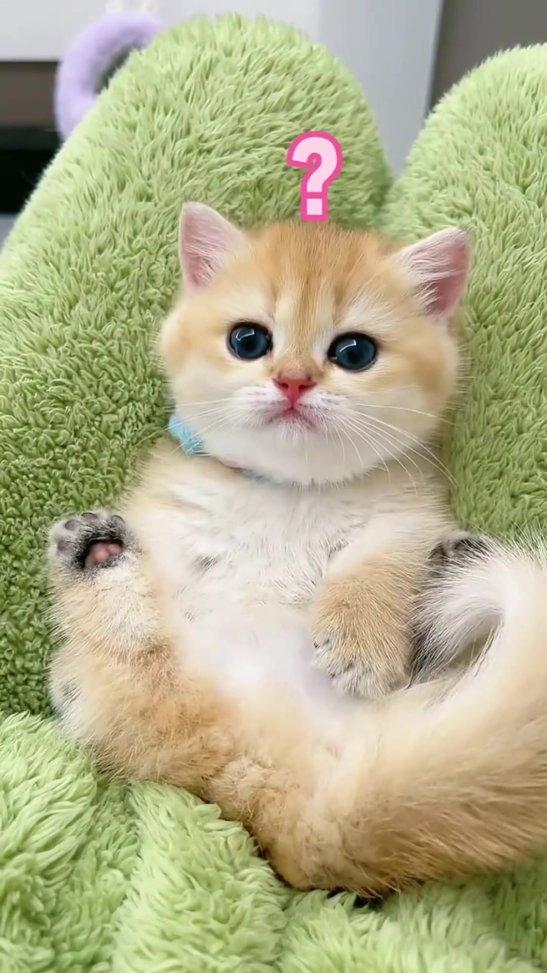 给猫咪配的舔毛声,让它好像有点怀疑人生了