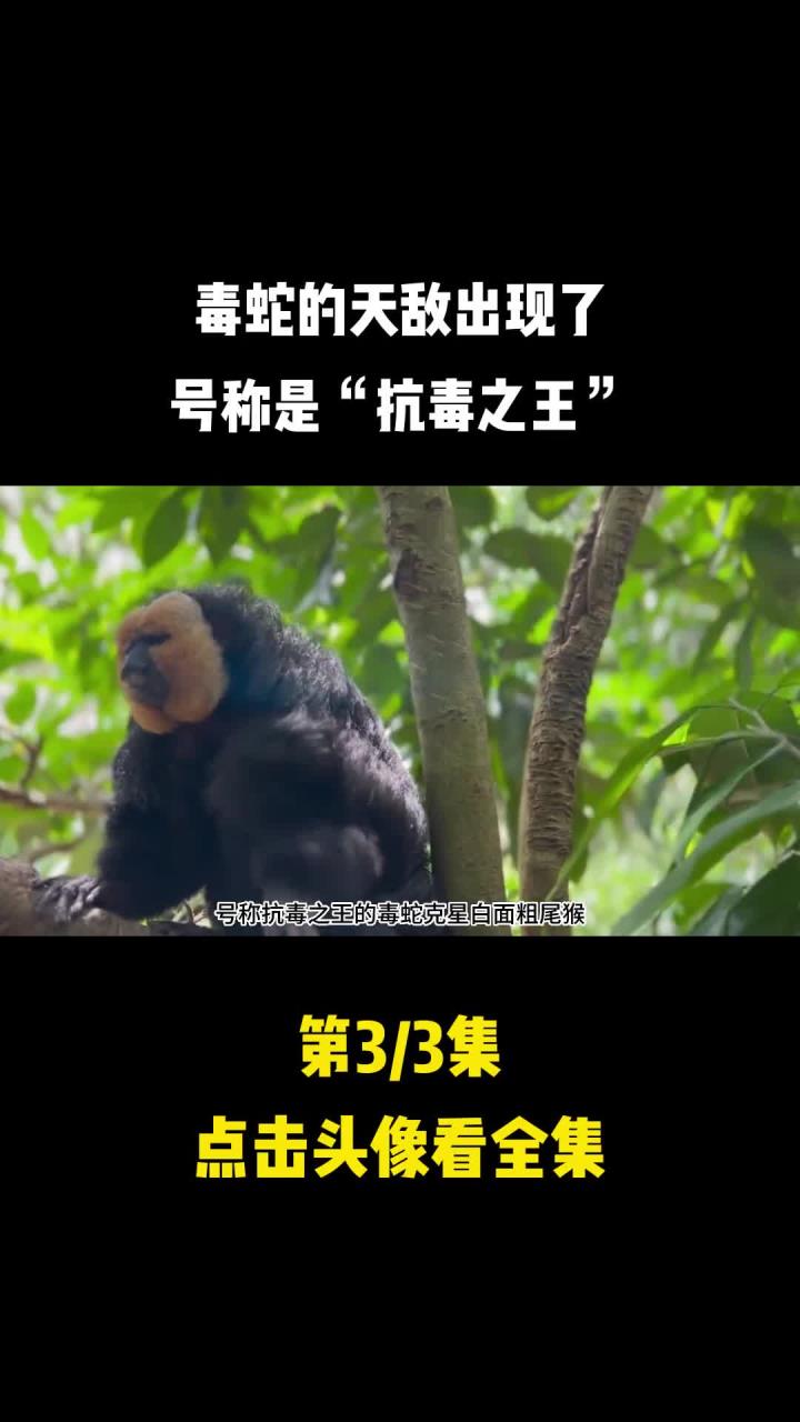 毒蛇天敌出现了号称是抗毒之王3