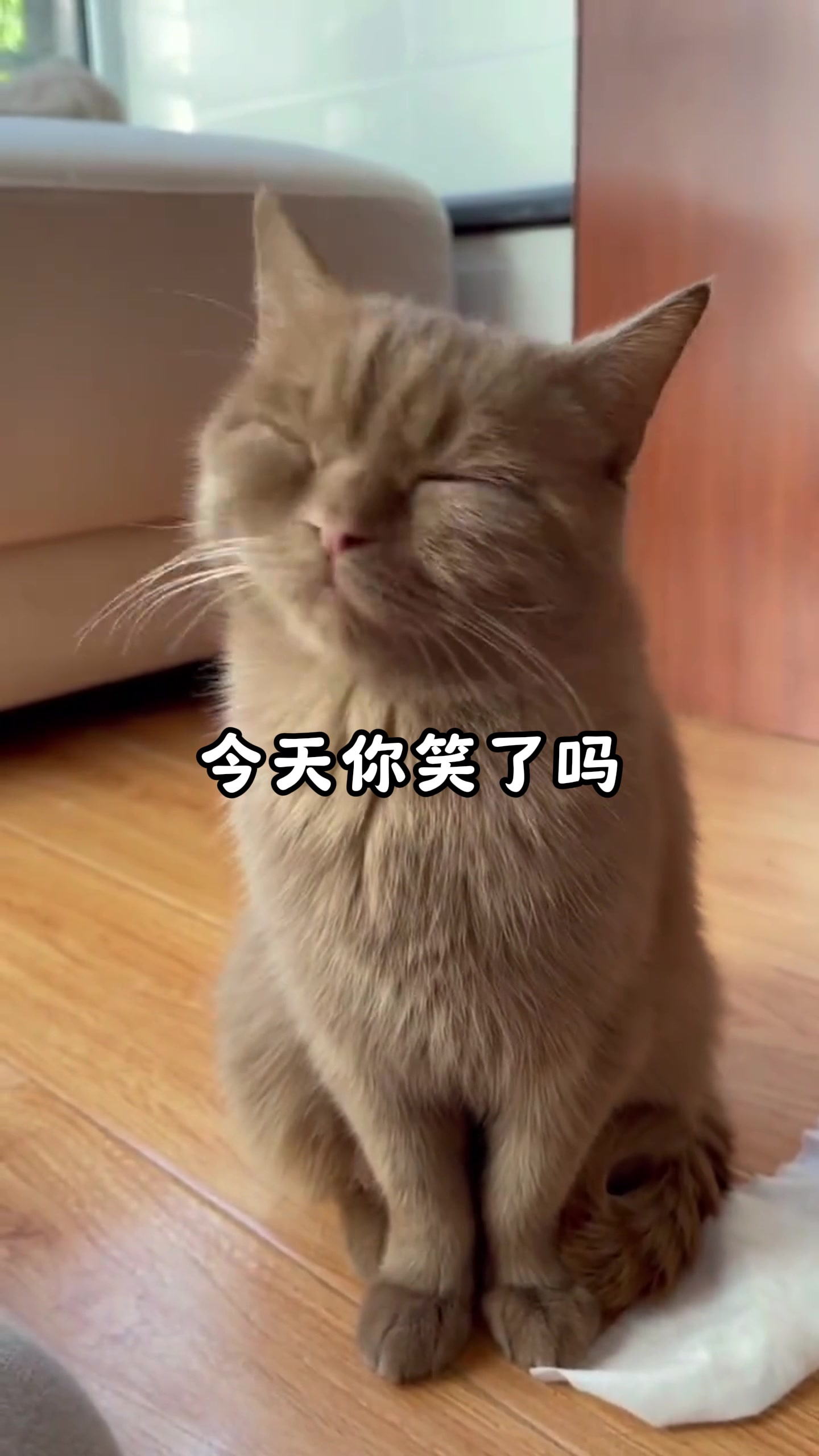 盘点萌宠的爆笑瞬间,这难道是,猫中李荣浩吗