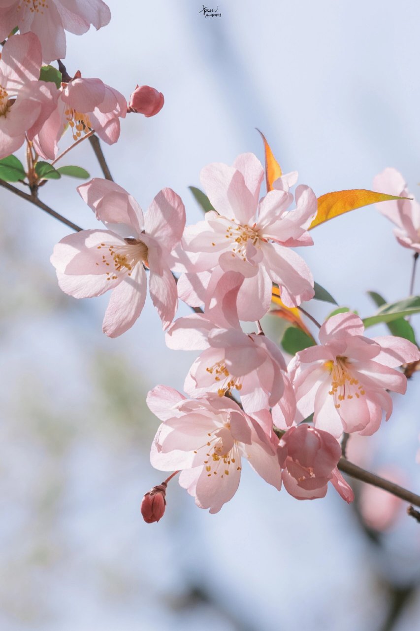 高清满屏粉嫩海棠花壁纸分享无水印自取总有一支粉嫩戳中你