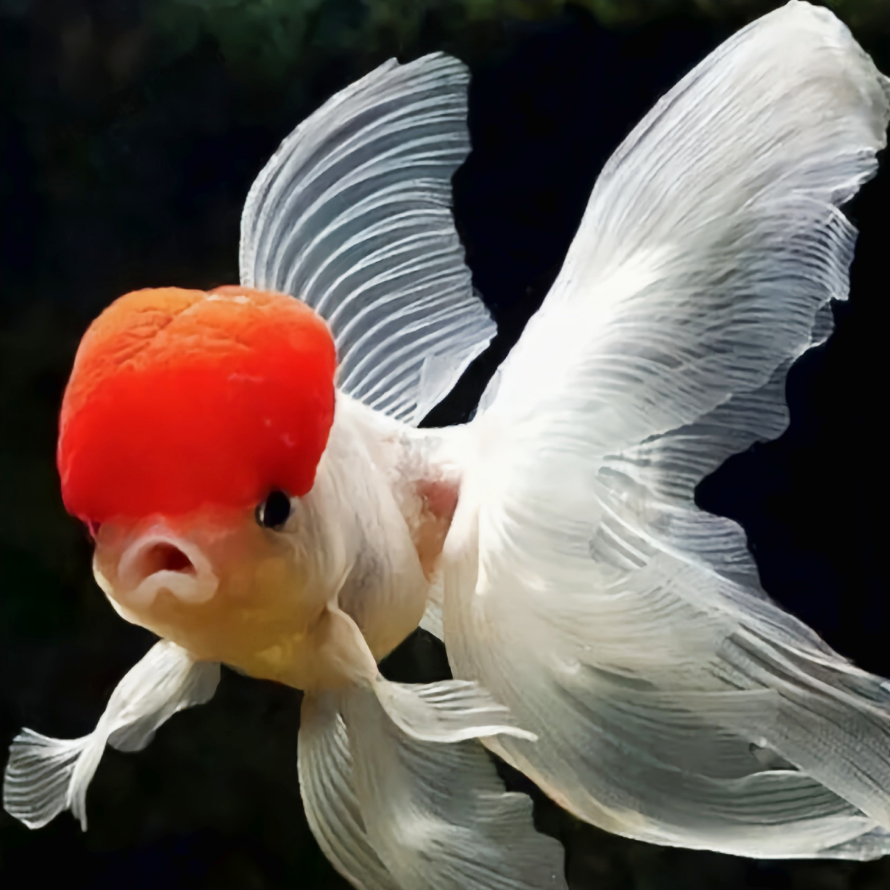 鹤顶红金鱼是文种品系的代表品种,背部有背鳍,态秀丽洁净,动作较为