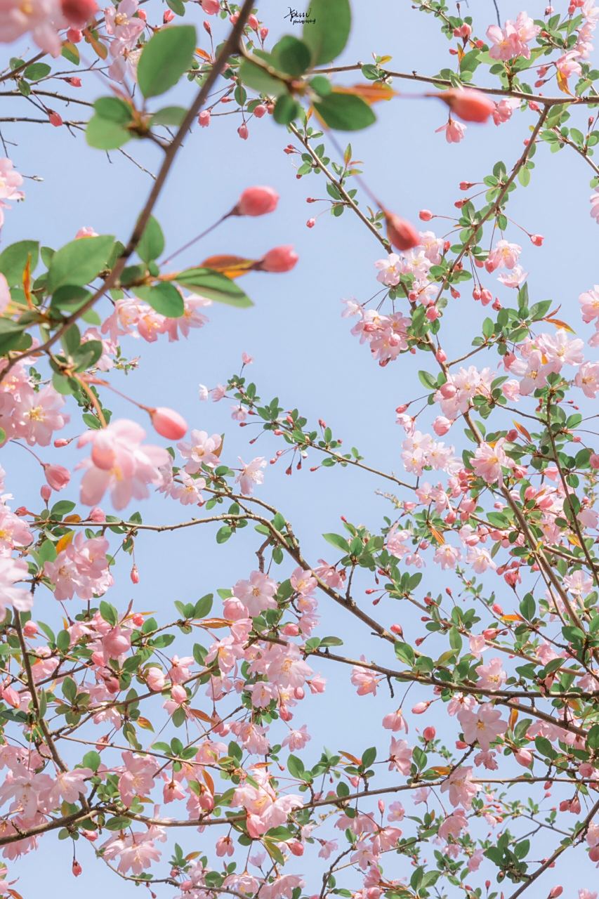 高清满屏粉嫩海棠花壁纸分享无水印自取总有一支粉嫩戳中你