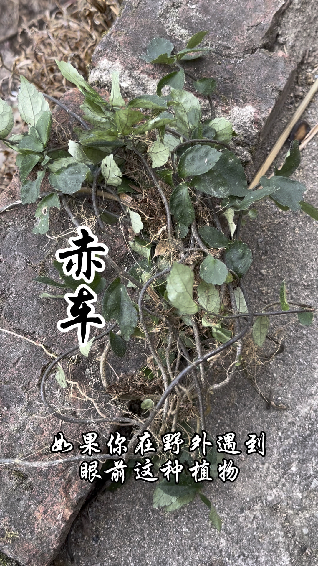 赤车,又称小锦枝,赤车使者,你认识它吗?