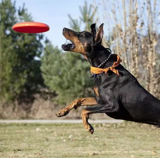 杜宾犬训练方法,探索杜宾犬的训练之道:智慧与力量的和谐共舞