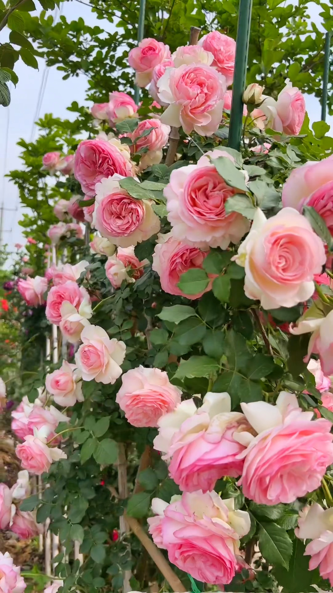 藤本月季粉色龙沙宝石开花太美了