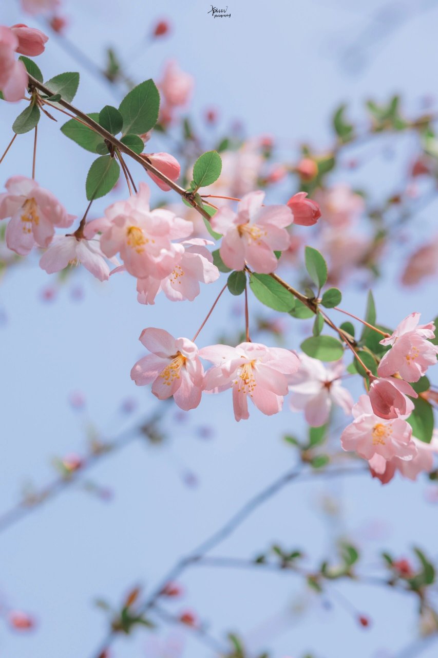 高清满屏粉嫩海棠花壁纸分享无水印自取总有一支粉嫩戳中你