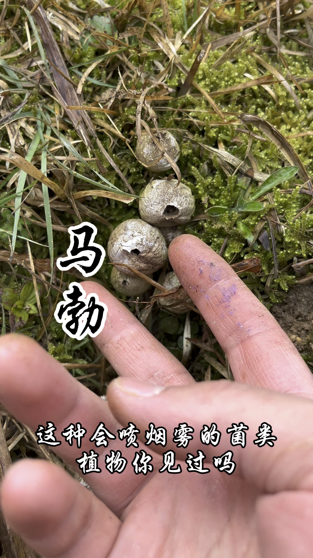 马勃又称马粪包,马屁炮,灰包,你见过这种真菌吗?非常的好玩!