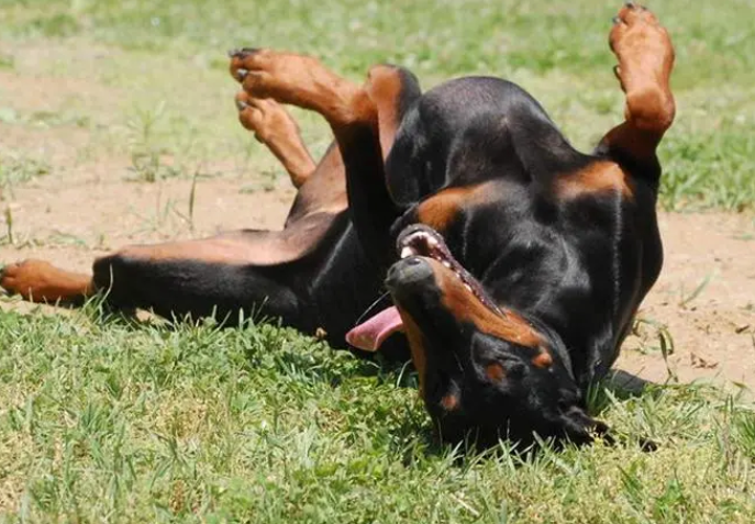 杜宾犬训练方法,探索杜宾犬的训练之道:智慧与力量的和谐共舞