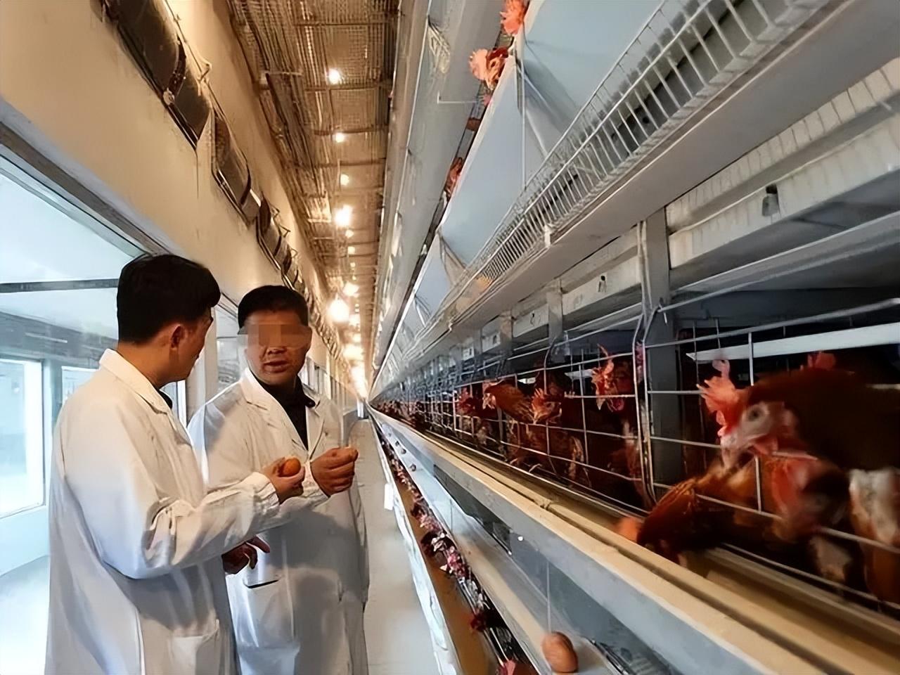 河南小伙到国外养鸡