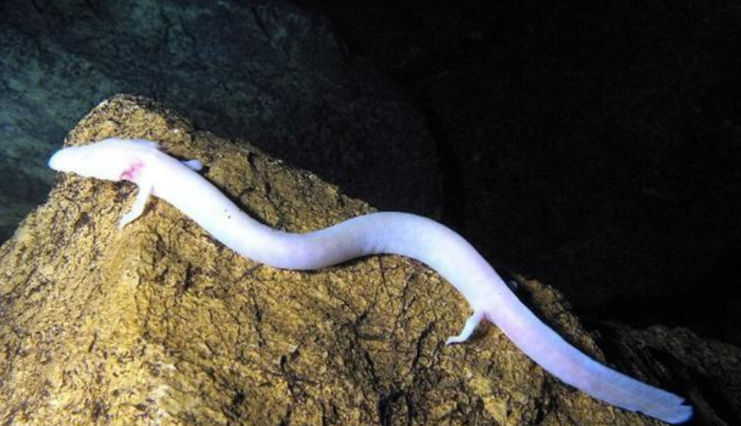 回顾12年一次的交配其它时间基本静止它们是地球上极懒的生物