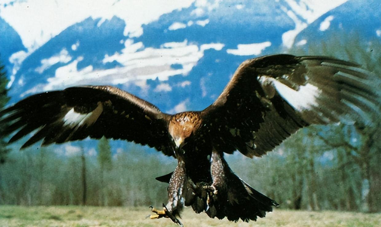 同样是中国猛禽,金雕又大又威风,为何"万鹰之神"却是海东青?