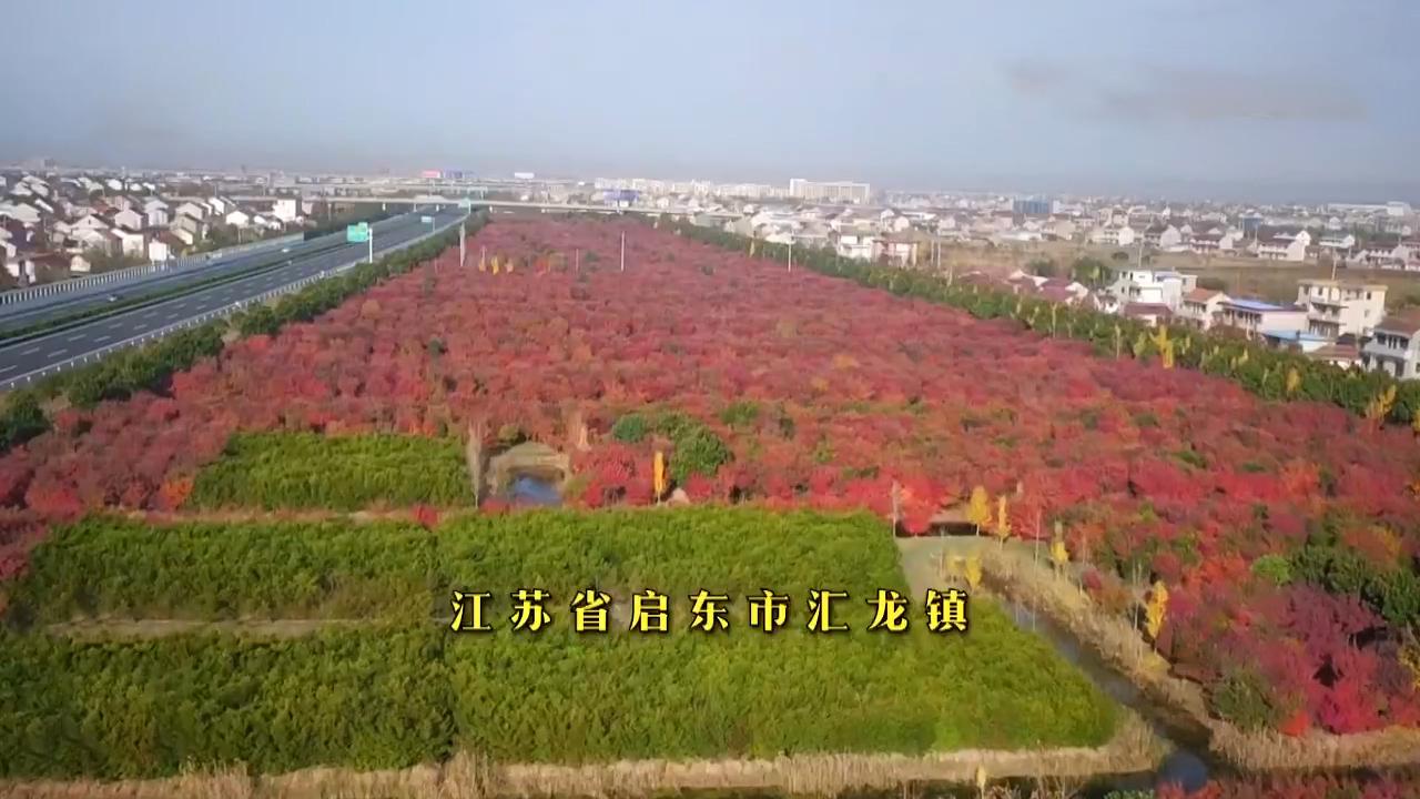 2001年退休老人两度患癌回村种树欠债百万17年后成6亿富翁