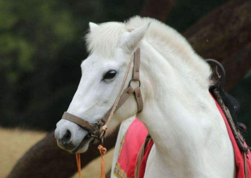 回顾白龙马晚年过得凄惨杨洁导演2次探望落泪为何不出手救它