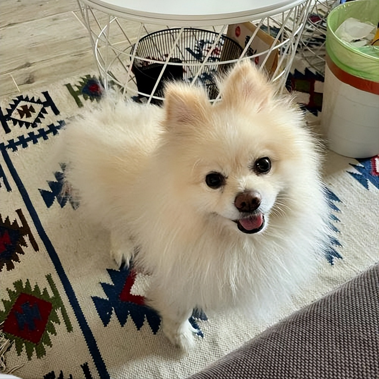 [原文:一只狗有这几个特征