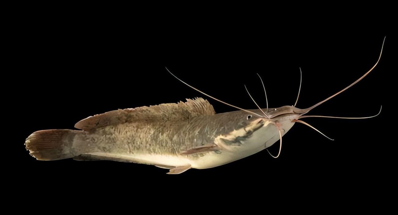 春节吃鱼需谨慎:六种常见鱼类食品安全指南