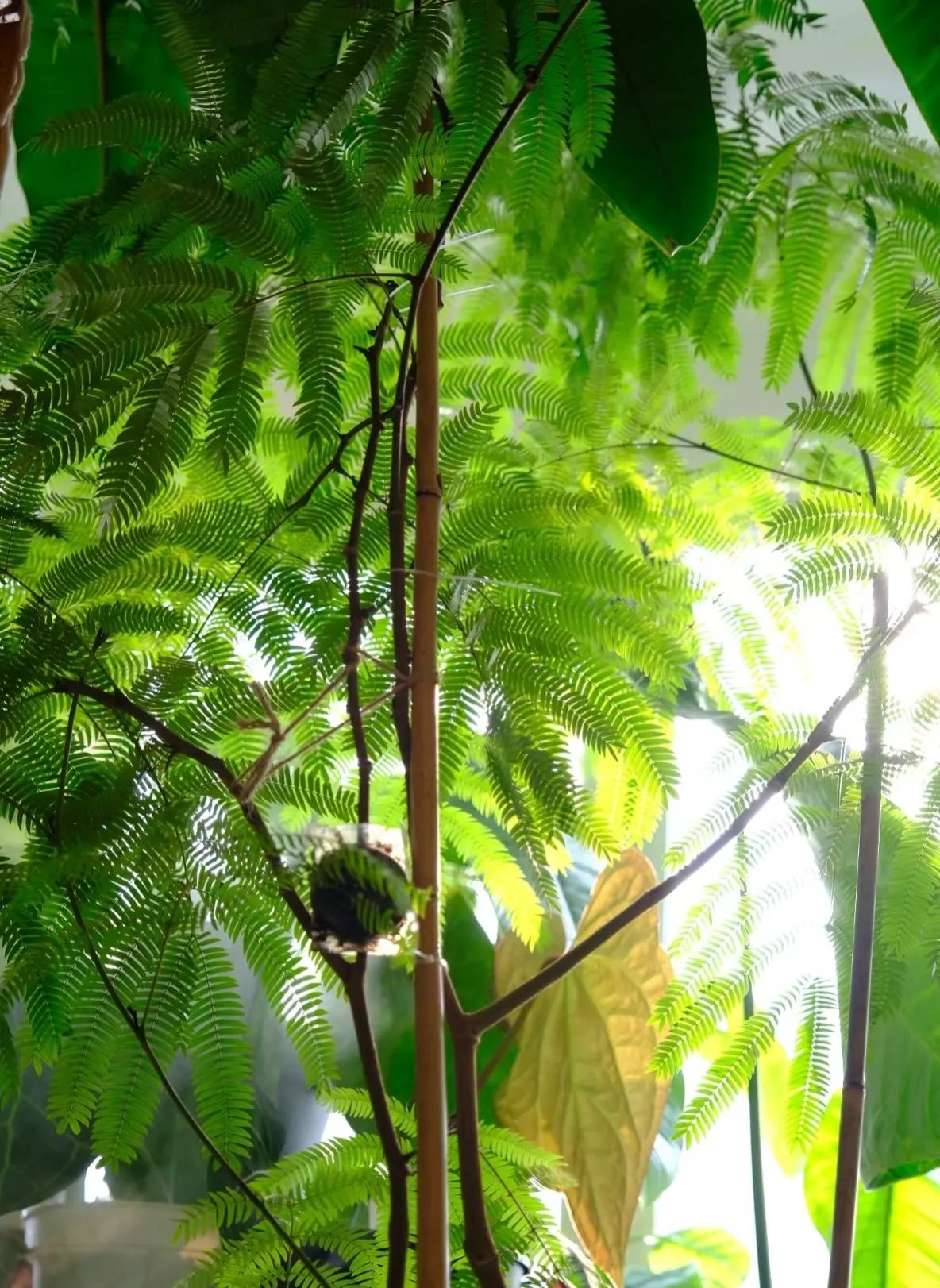 北京一户人家,因"密叶猴耳环"火了,满满的高级感,超治愈!