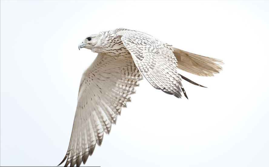 同样是中国猛禽,金雕又大又威风,为何"万鹰之神"却是海东青?