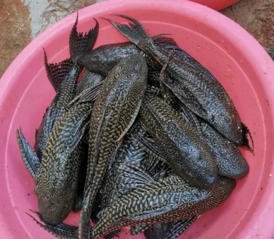 春节吃鱼需谨慎:六种常见鱼类食品安全指南