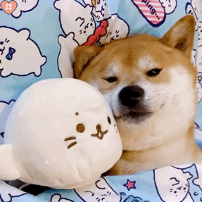 原来狗狗"上床睡觉",在它心里,是这样想的!