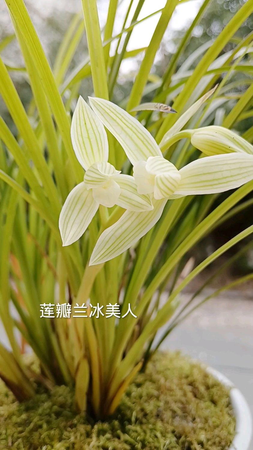 莲瓣兰荷型素花冰美人已经开了,优雅素净